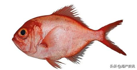 精神外遇定義 紅色的魚種類
